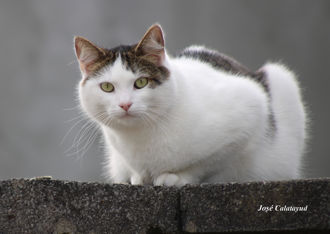 chatte_de_la_voisine