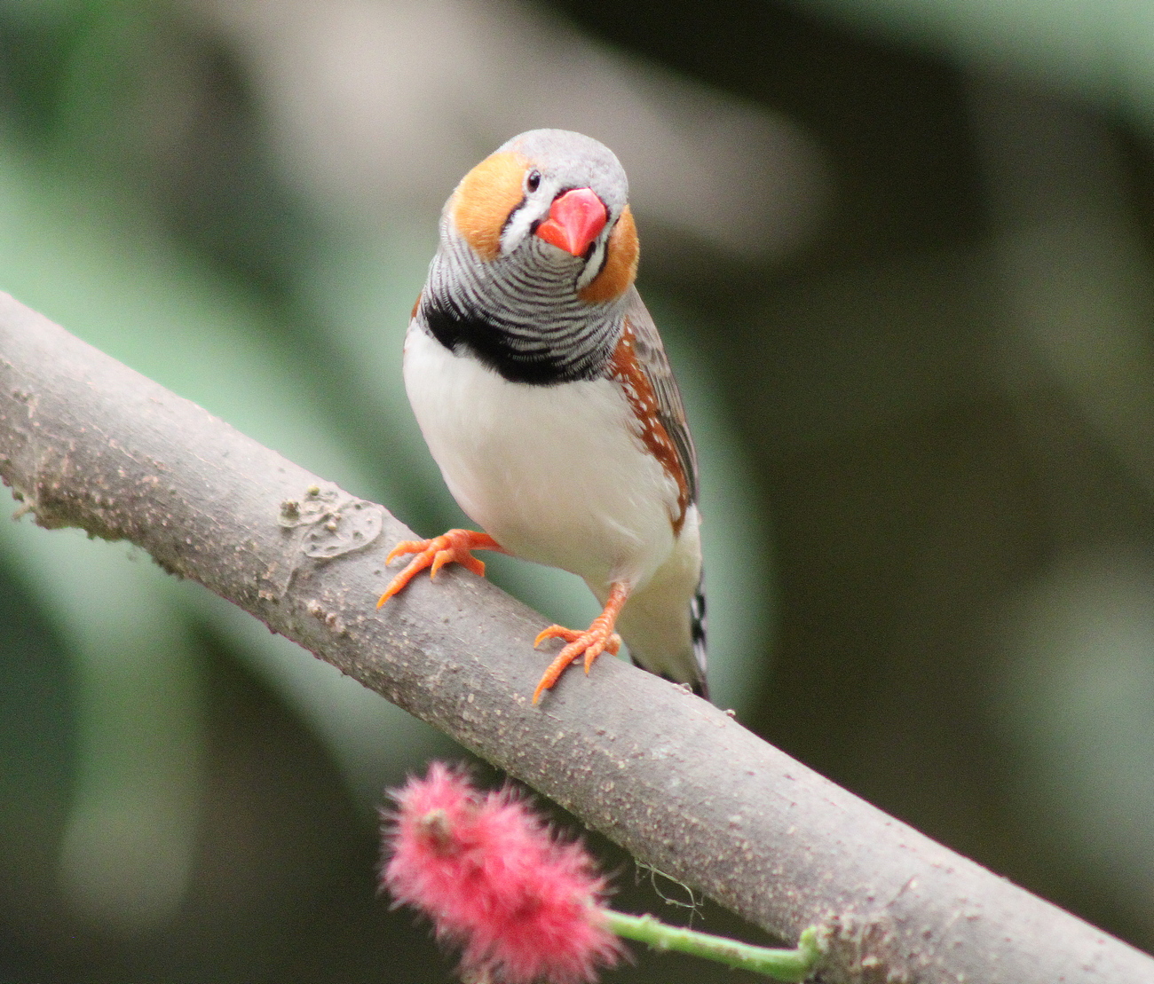 Diamant mandarin