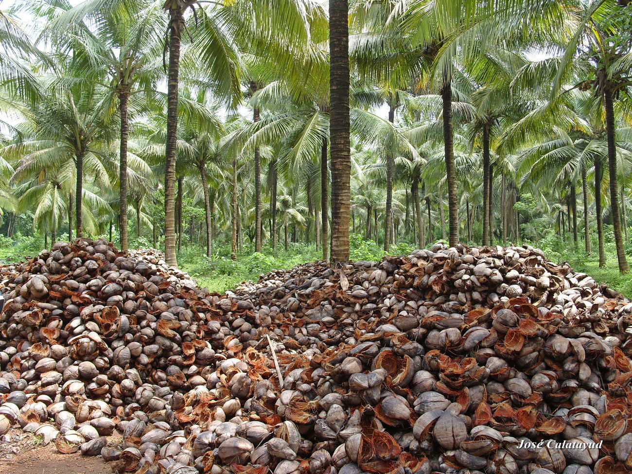 cocotiers