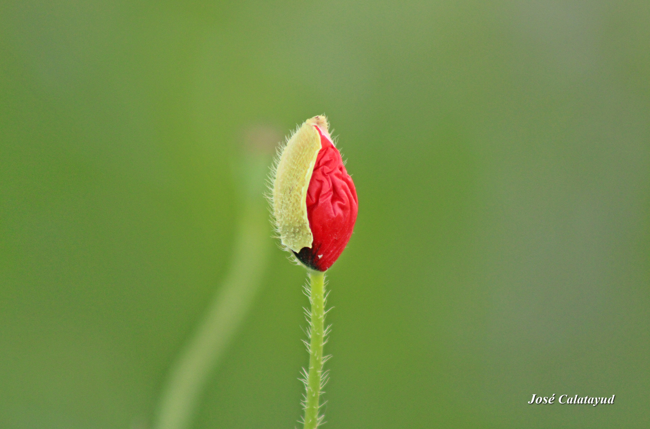 Coquelicot