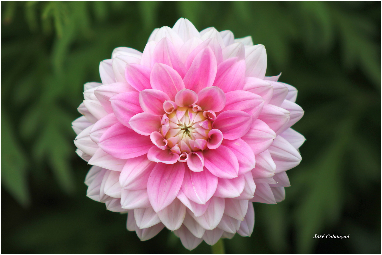 dahlia